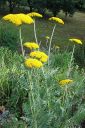 Kultakarsamo2C_Achillea_filipendulina_IMG_4028.jpg