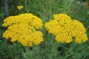 Kultakarsamo2C_Achillea_filipendulina_IMG_6900.jpg