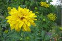 Kultapallo2C_Rudbeckia_laciniata_Goldball_IMG_2901.jpg