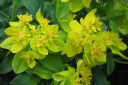 Kultatyrakki2C_Euphorbia_polychroma_IMG_8205.jpg