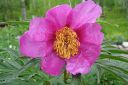 Kuolanpioni2C_Paeonia_anomala_IMG_1202.jpg