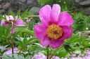 Kuolanpioni2C_Paeonia_anomala_IMG_1463.jpg