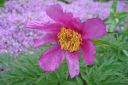 Kuolanpioni2C_Paeonia_anomala_IMG_8763.jpg