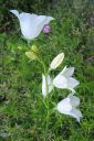 Kurjenkello2C_Campanula_persicifolia_IMG_4033.jpg