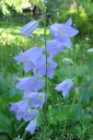 Kurjenkello2C_Campanula_persicifolia_IMG_4576.jpg