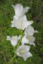 Kurjenkello2C_Campanula_persicifolia_IMG_4666.jpg