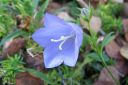 Kurjenkello2C_Campanula_persicifolia_IMG_5518.jpg