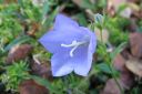 Kurjenkello2C_Campanula_persicifolia_IMG_5519.jpg