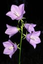 Kurjenkello2C_Campanula_persicifolia_IMG_5729.jpg