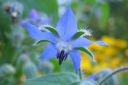 Kurkkuyrtti_28rohtopurasruoho292C_Borago_officinalis_IMG_0104.jpg