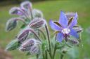 Kurkkuyrtti_28rohtopurasruoho292C_Borago_officinalis_IMG_1353.jpg