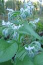 Kurkkuyrtti_28rohtopurasruoho292C_Borago_officinalis_IMG_2419.jpg