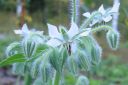 Kurkkuyrtti_28rohtopurasruoho292C_Borago_officinalis_IMG_2424.jpg