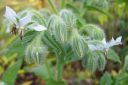 Kurkkuyrtti_28rohtopurasruoho292C_Borago_officinalis_IMG_3017.jpg