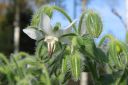 Kurkkuyrtti_28rohtopurasruoho292C_Borago_officinalis_IMG_4505.jpg