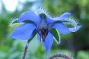 Kurkkuyrtti_28rohtopurasruoho292C_Borago_officinalis_IMG_5303.jpg