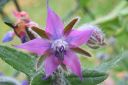 Kurkkuyrtti_28rohtopurasruoho292C_Borago_officinalis_IMG_5737.jpg