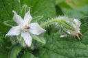 Kurkkuyrtti_28rohtopurasruoho292C_Borago_officinalis_IMG_5871.jpg