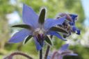 Kurkkuyrtti_28rohtopurasruoho292C_Borago_officinalis_IMG_8119.jpg