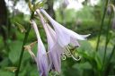 Kuunlilja2C_Hosta_sp_IMG_0648.jpg