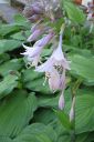 Kuunlilja2C_Hosta_sp_IMG_1481.jpg