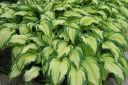 Kuunlilja2C_Hosta_sp_IMG_1877.jpg