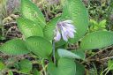 Kuunlilja2C_Hosta_sp_IMG_732.jpg