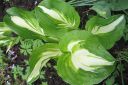 Kuunlilja2C_Hosta_sp_IMG_8866.jpg