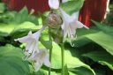 Kuunlilja2C_Hosta_sp_IMG_9251.jpg