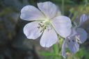 Kylakurjenpolvi2C_Geranium_pratense_IMG_4517.jpg