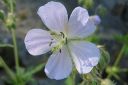 Kylakurjenpolvi2C_Geranium_pratense_IMG_4518.jpg