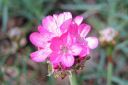 Laukkaneilikka2C_Armeria_maritima_IMG_3868.jpg