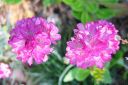 Laukkaneilikka2C_Armeria_maritima_IMG_5065.jpg