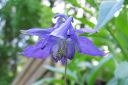 Lehtoakileija2C_Aquilegia_vulgaris_IMG_0572.jpg