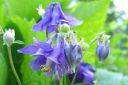 Lehtoakileija2C_Aquilegia_vulgaris_IMG_0573.jpg