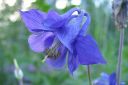 Lehtoakileija2C_Aquilegia_vulgaris_IMG_1075.jpg