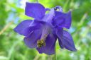 Lehtoakileija2C_Aquilegia_vulgaris_IMG_1424.jpg