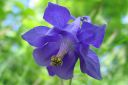 Lehtoakileija2C_Aquilegia_vulgaris_IMG_1426.jpg