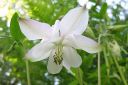 Lehtoakileija2C_Aquilegia_vulgaris_IMG_1895.jpg