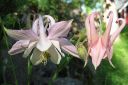 Lehtoakileija2C_Aquilegia_vulgaris_IMG_2372.jpg