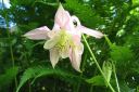 Lehtoakileija2C_Aquilegia_vulgaris_IMG_3479.jpg