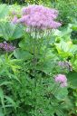 Lehtoangelma2C_Thalictrum_aquilegiifolium_IMG_2068.jpg