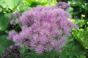 Lehtoangelma2C_Thalictrum_aquilegiifolium_IMG_2069.jpg