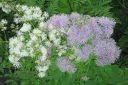 Lehtoangelma2C_Thalictrum_aquilegiifolium_IMG_4220.jpg