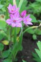 Lehtolaukka2C_Allium_oreophilum_IMG_2615.jpg