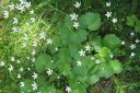 Lehtorikko2C_Saxifraga_rotundifolia_IMG_1009.jpg