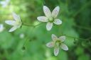 Lehtorikko2C_Saxifraga_rotundifolia_IMG_1010.jpg