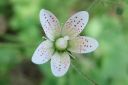 Lehtorikko2C_Saxifraga_rotundifolia_IMG_2386.jpg