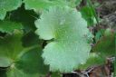 Lehtorikko2C_Saxifraga_rotundifolia_IMG_2387.jpg