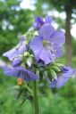 Lehtosinilatva_sin2C_Polemonium_caeruleum_IMG_0239.jpg